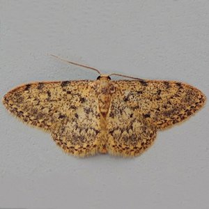 Image of Idaea alyssumata