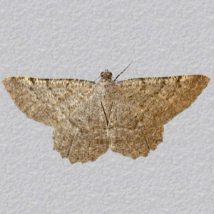 Image of Ortaliella perspersata