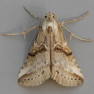 Image of Zebeeba falsalis