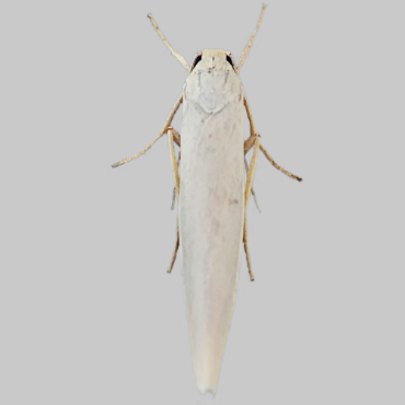 Picture of Eilema palliatella